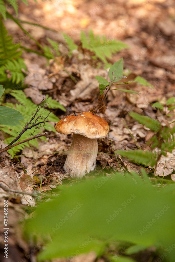 Boletus mushroom in the wild. Porcini mushroom grows on the forest floor at autumn season.. Boletus mushroom in the wild. Porcini mushroom grows on the forest floor at autumn season..