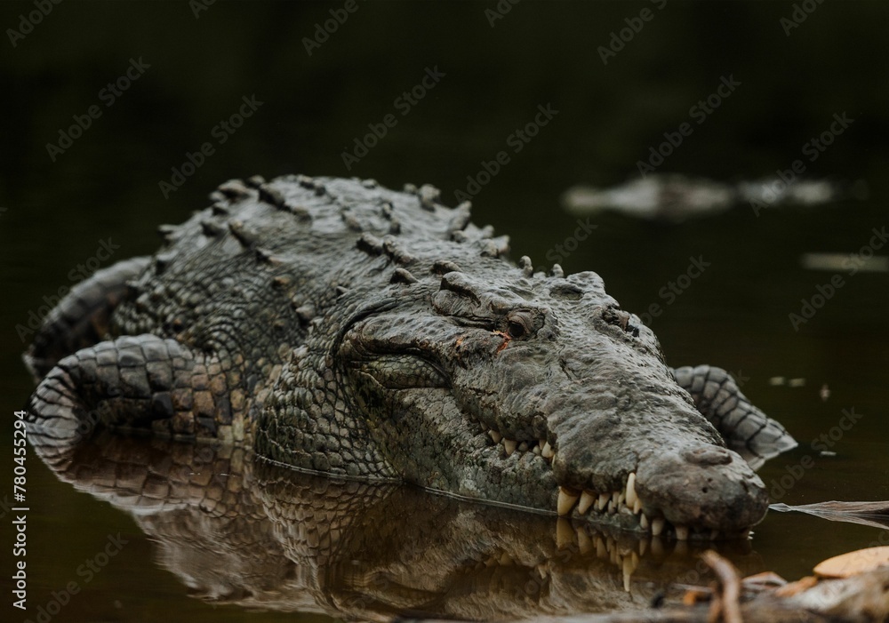 Closeup shot of a huge crocodile with reflection in water