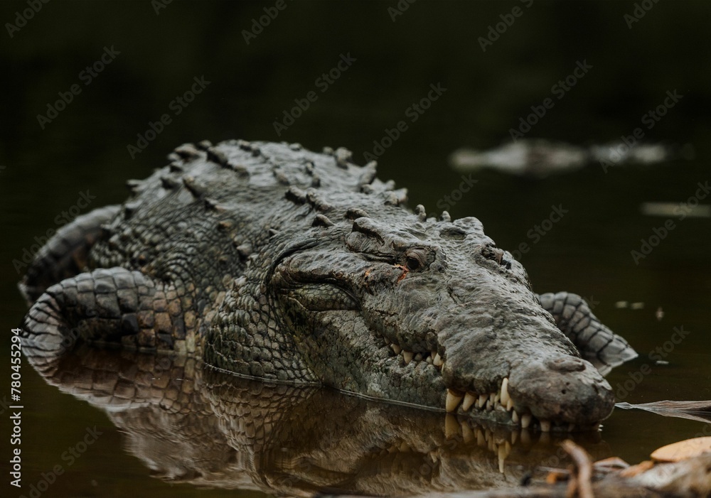 Closeup shot of a huge crocodile with reflection in water Closeup shot of a huge crocodile with reflection in water