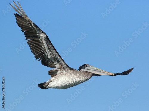 Pelican in flight against a blue sky