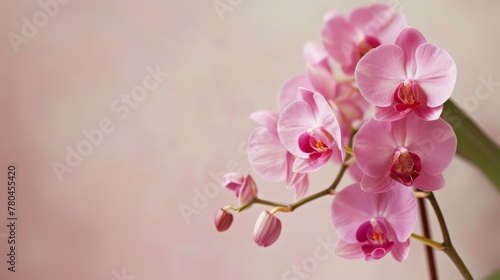 Pink orchid bloom showcasing the beauty  elegance  and delicate nature of botanical blossoms