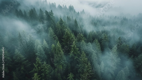 green trees are shown in a dark sky with mist coming from them © Wirestock