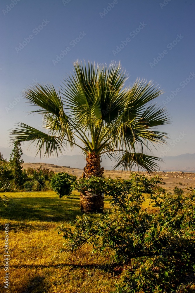 Vertical shot of a big palm tree in the green area on a sunny day