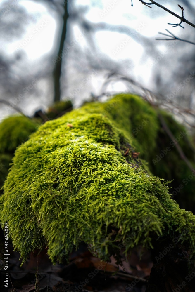 Close up of Pincushion moss in the woods isolated on a blurred background Close up of Pincushion moss in the woods isolated on a blurred background