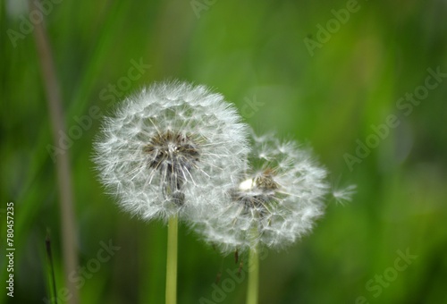 Dandelion in the meadow with seeds nature background