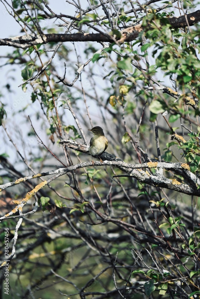 Closeup of a sparrow perched on a tree branch