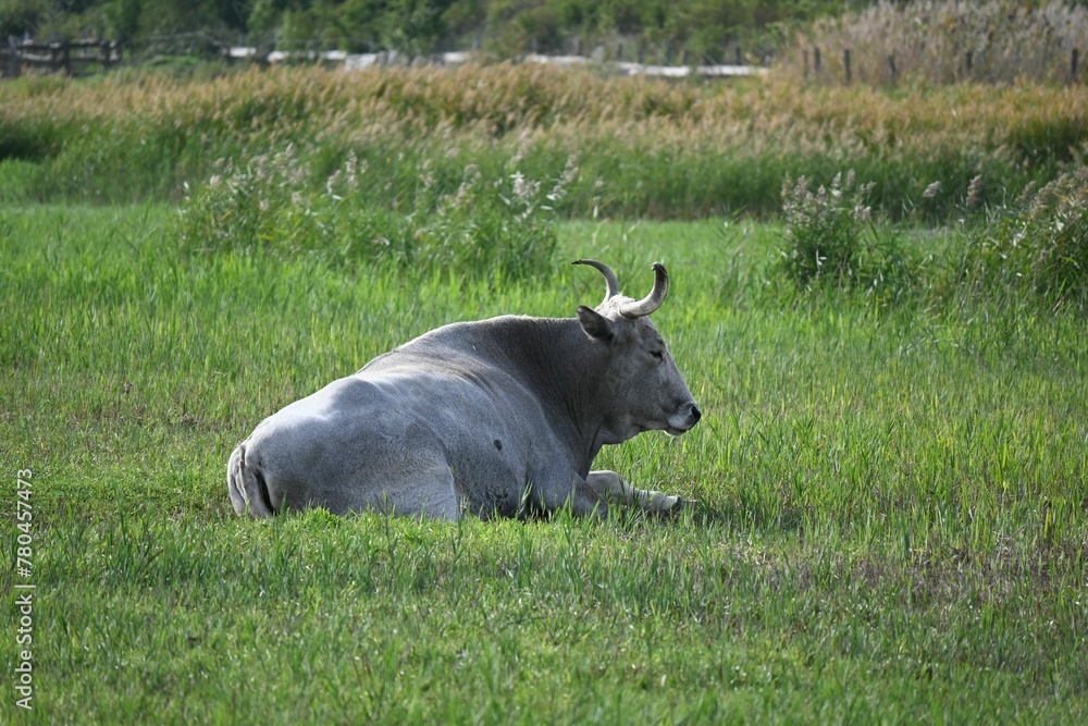 Closeup view of a Hungarian Grey sitting on a green field Closeup view of a Hungarian Grey sitting on a green field