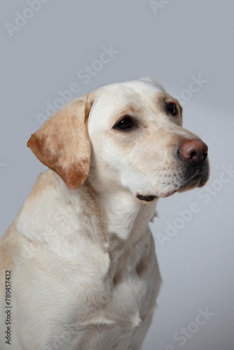 Labrador dog sitting in a white bakcground.