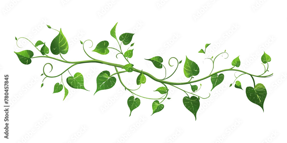 A vine with leaves on it on an isolated white background A vine with leaves on it on an isolated white background