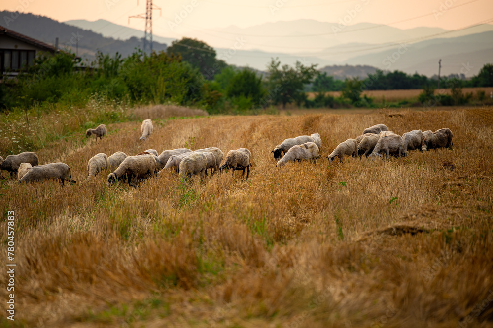 Obraz premium View of field in autumn and group of white sheep close up eating the dry yellow grass in a small village field in Bulgaria.