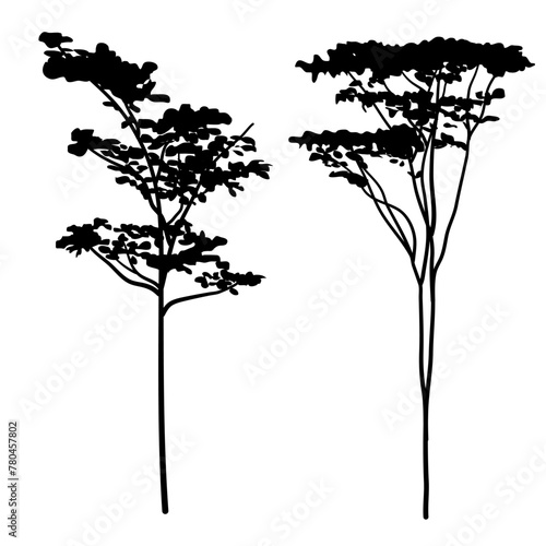 Albizia chinensis or commonly named silk tree silhouette collection
