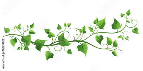 A vine with leaves on it on an isolated white background