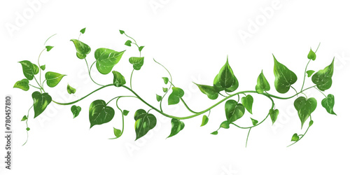 A vine with leaves on it on an isolated white background