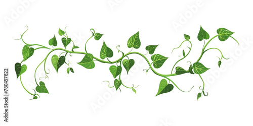 A vine with leaves on it on an isolated white background