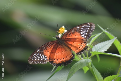Closeup of a Cethosia biblis butterfly on a green branch photo