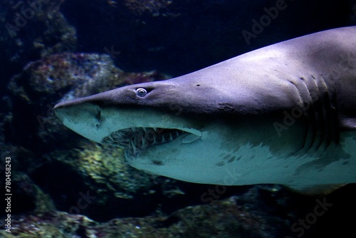 Closeup shot of a scary shark with big teeth underwater with rocks in the background