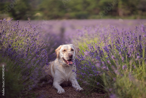 Labrador sitting in a lavendet field. © Lrincz