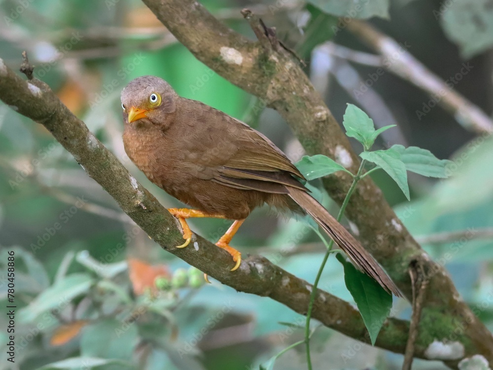 Closeup of an orange-billed babbler perched on a tree branch Closeup of an orange-billed babbler perched on a tree branch