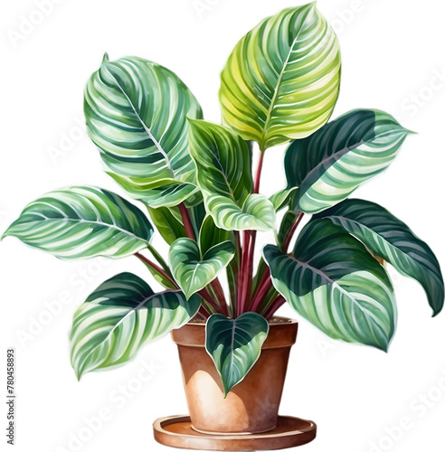 Watercolor painting of the Calathea Roseopicta plant. photo