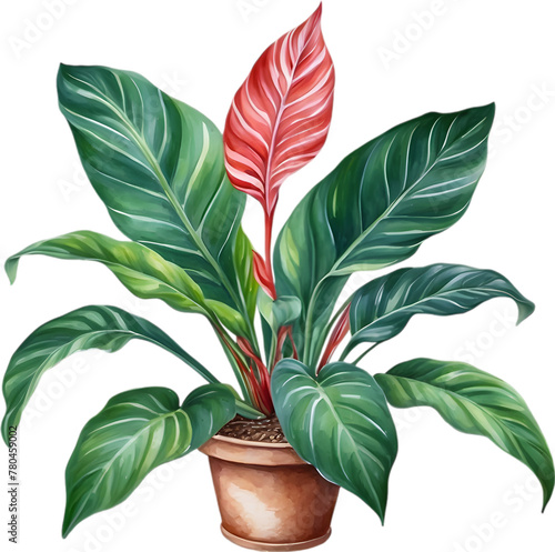 Watercolor painting of the Calathea Roseopicta plant. photo