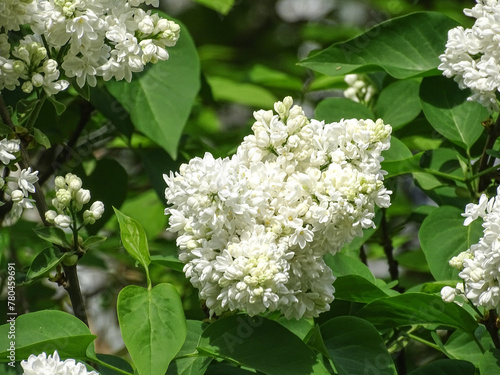 White common lilac in the spring. Syringa vulgaris photo