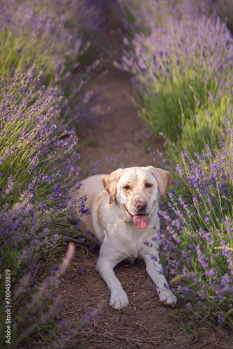 Labrador dor sitting in a lavender field. © Lrincz