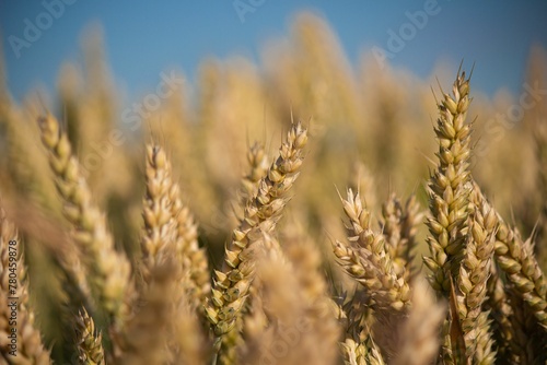 Beautiful view of ears of golden wheat