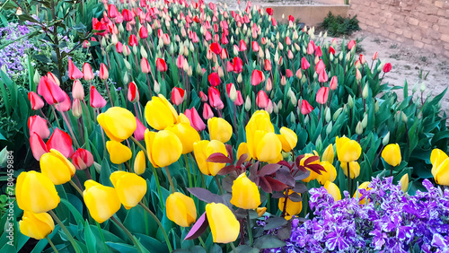 Red and yellow tulip flowers with green leaves