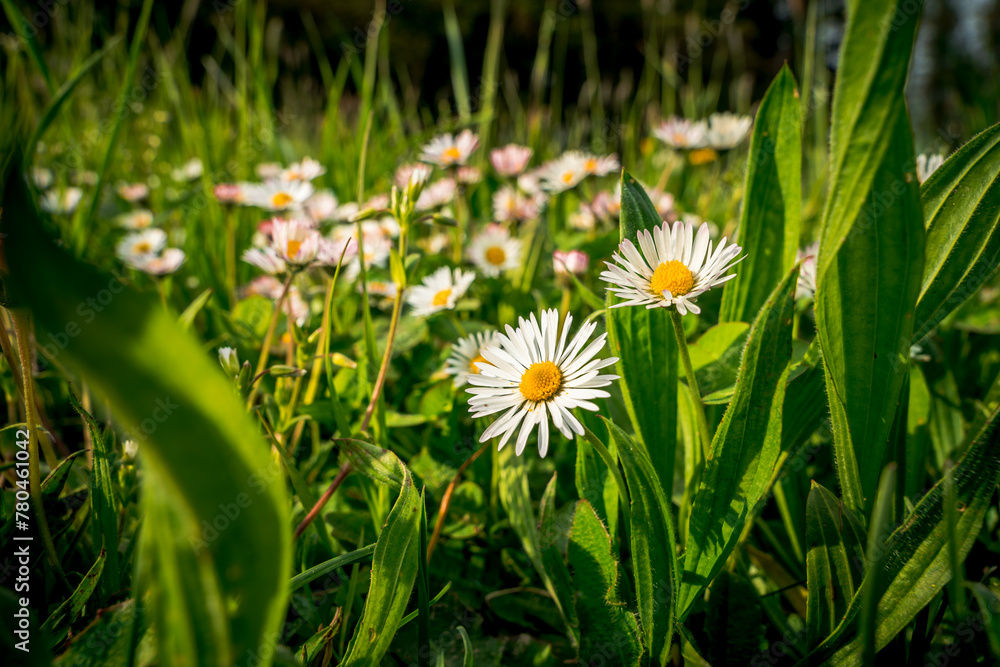 Closeup of daisies growing in a meadow in spring Closeup of daisies growing in a meadow in spring