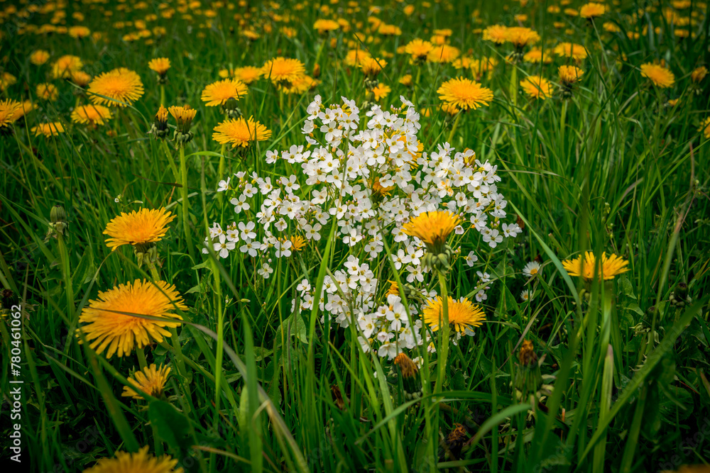 Closeup of a meadow full of dandelions and white primula flowers in summer