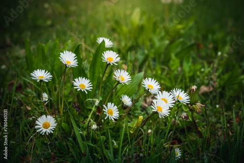 Closeup of daisies growing in a meadow in spring