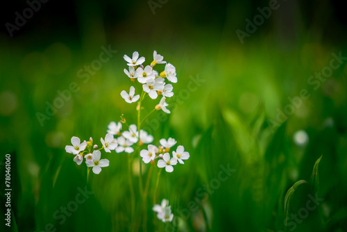 Closeup shot of small white flowers on a blurred green background