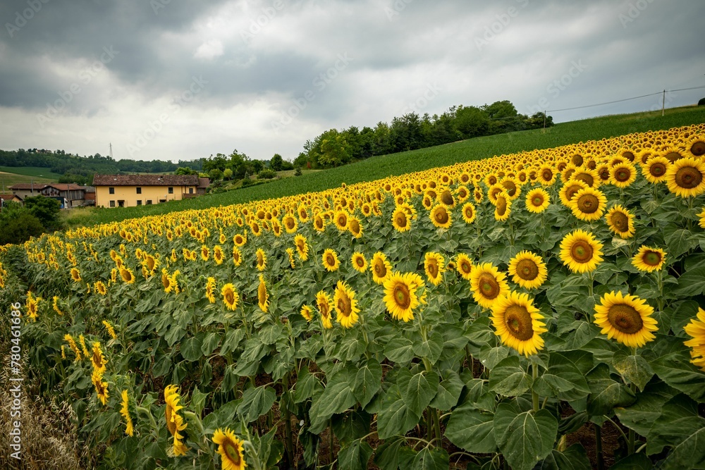 Beautiful scenic view of a blooming yellow sunflower field in Lombardy, Italy