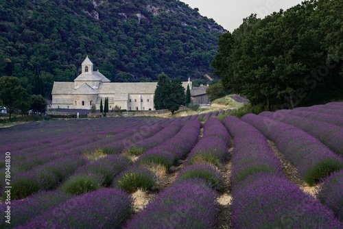 Beautiful shot of Bookstore Senanque Abbey in a lavender field in France photo