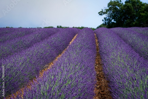 Beautiful lavender fields (Lavandula) of the Valensole in the French Alps against a cloudy sky
