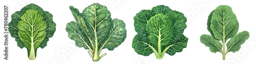 Collard Greens 2d Icon In Water Colour Hyperrealistic Highly Detailed Isolated On Transparent Background Png