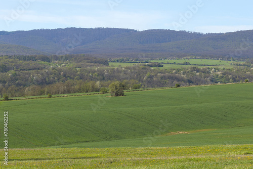 lonely tree in the middle of a green field