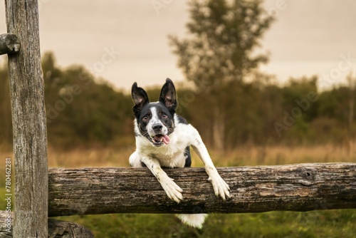 Closeup of a Border Collie trying to jump through a wooden pole with an open mouth and tongue out © Wirestock