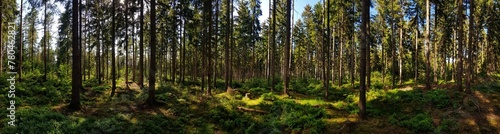Panoramic view of green pine forest on a sunny day