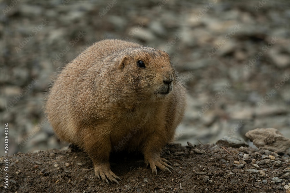 Closeup of a beautiful prairie dog with a cute face in a garden Closeup of a beautiful prairie dog with a cute face in a garden