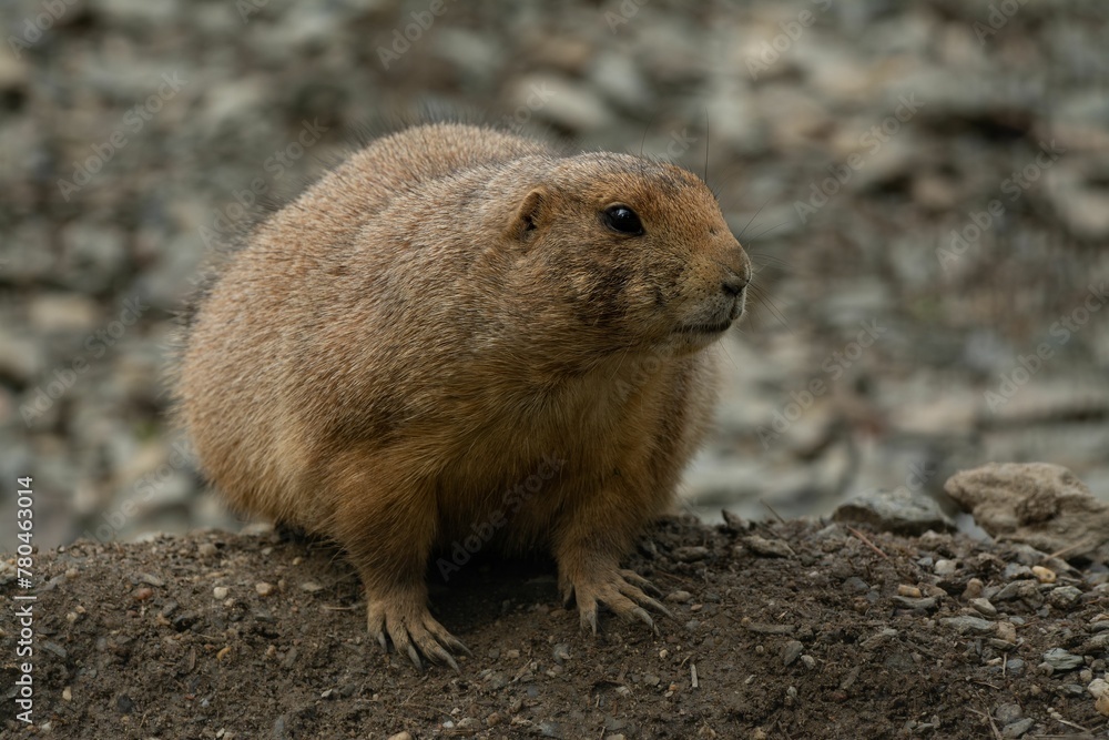 Closeup of a beautiful prairie dog with a cute face in a garden Closeup of a beautiful prairie dog with a cute face in a garden