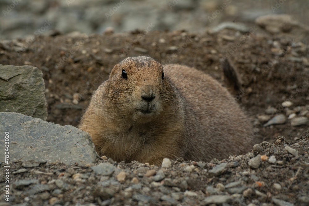 Closeup of a beautiful prairie dog with a cute face in a garden Closeup of a beautiful prairie dog with a cute face in a garden