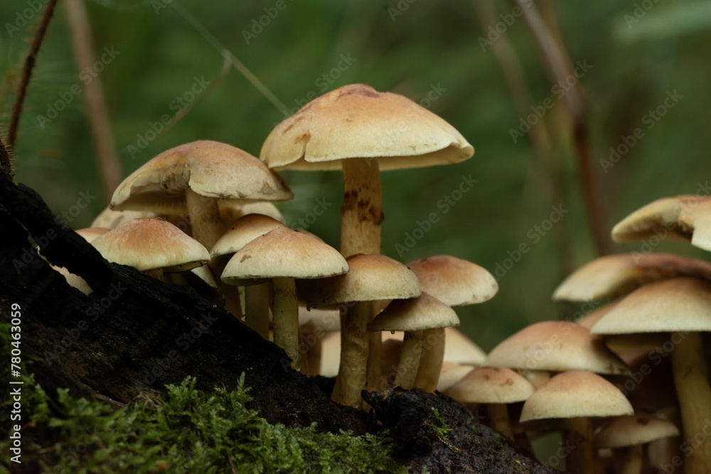 Closeup of mushrooms in a forest Closeup of mushrooms in a forest