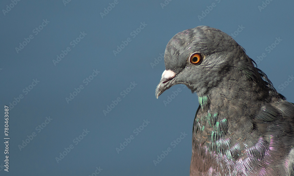 a pigeon looking straight into the camera a pigeon looking straight into the camera