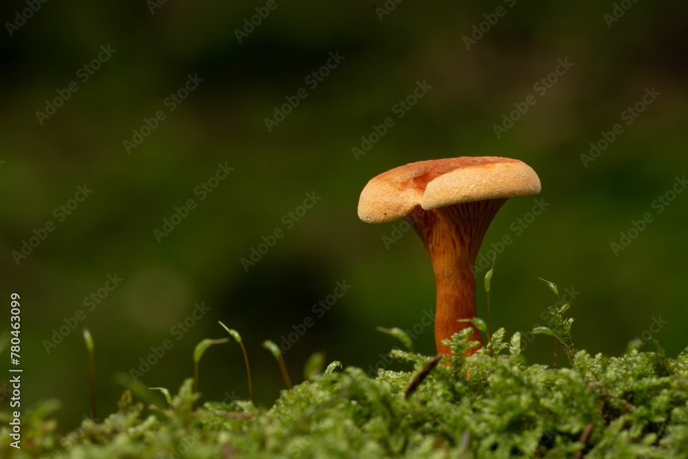 Closeup of a small brown mushroom growing in an autumn forest Closeup of a small brown mushroom growing in an autumn forest