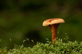 Closeup of a small brown mushroom growing in an autumn forest