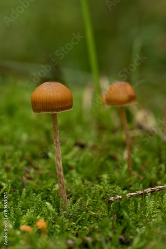 Closeup shot of small mushrooms grown in the forest on the blurred background