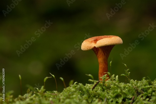 Closeup of a small brown mushroom growing in an autumn forest