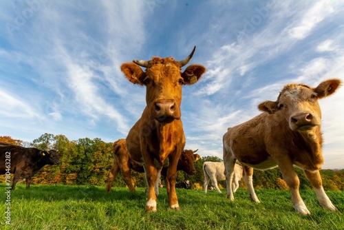 Low-angle shot of a herd of cows looking at the camera in the green field under the blue sky © Wirestock
