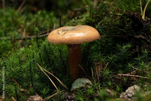 Closeup shot of a mushroom grown in the forest on the blurred background